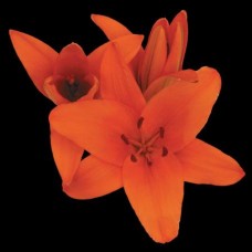 Lily - Asiatic - Orange (3+ blooms)